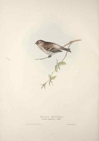 Reproducción/Reproduction 46052685994: The birds of Europe.. London,Printed by R. and J.E. Taylor, pub. by the author,1837.. 