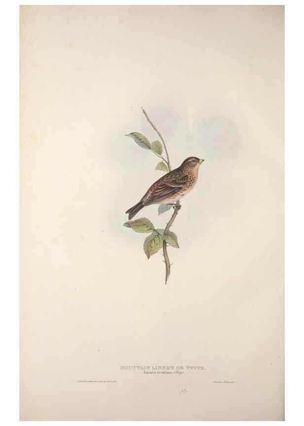 Reproducción/Reproduction 46052684964: The birds of Europe.. London,Printed by R. and J.E. Taylor, pub. by the author,1837.. 