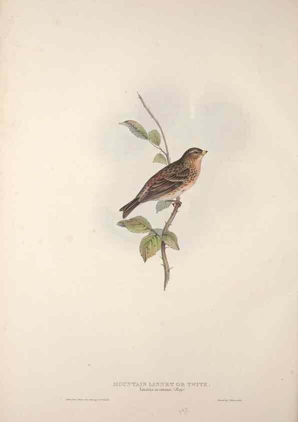 Reproducción/Reproduction 46052684964: The birds of Europe.. London,Printed by R. and J.E. Taylor, pub. by the author,1837.. 