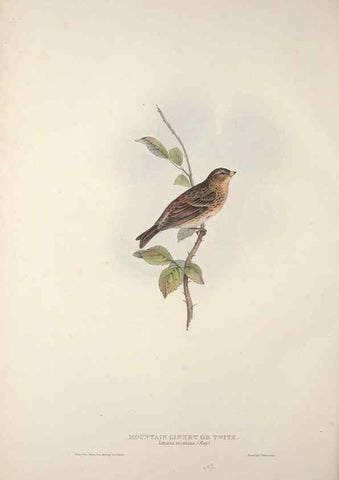 Reproducción/Reproduction 46052684964: The birds of Europe.. London,Printed by R. and J.E. Taylor, pub. by the author,1837.. 