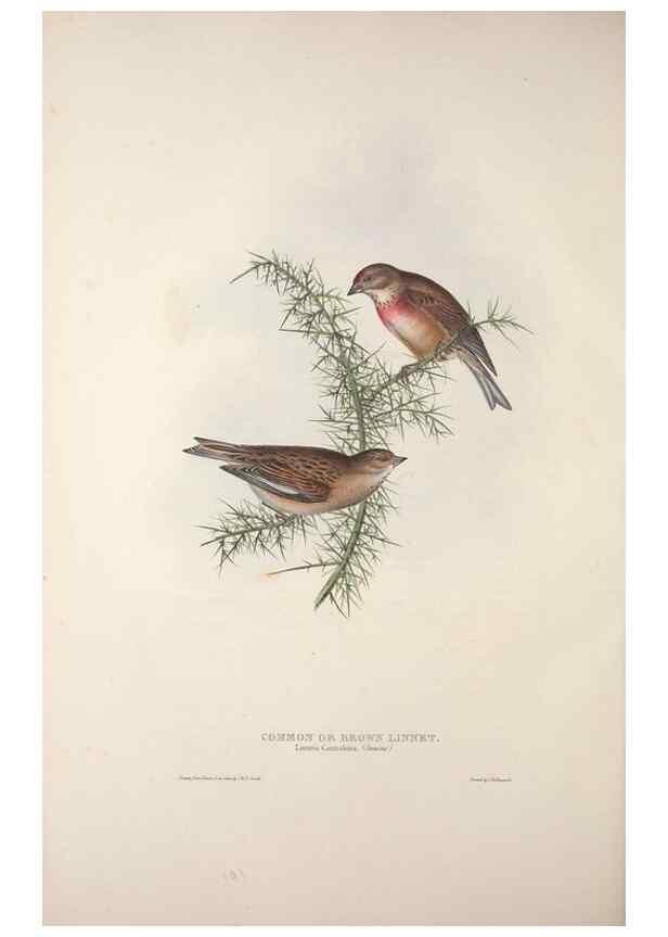 Reproducción/Reproduction 46777845681: The birds of Europe.. London,Printed by R. and J.E. Taylor, pub. by the author,1837.. 