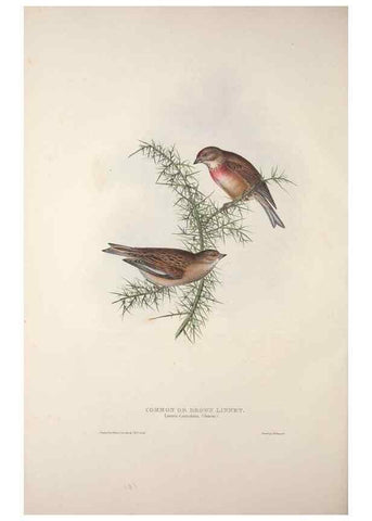 Reproducción/Reproduction 46777845681: The birds of Europe.. London,Printed by R. and J.E. Taylor, pub. by the author,1837.. 