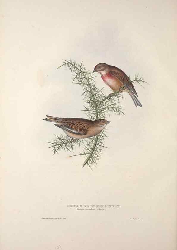 Reproducción/Reproduction 46777845681: The birds of Europe.. London,Printed by R. and J.E. Taylor, pub. by the author,1837.. 