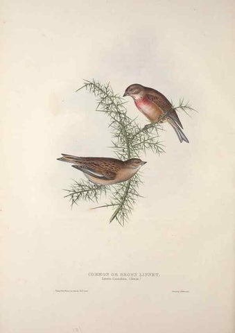 Reproducción/Reproduction 46777845681: The birds of Europe.. London,Printed by R. and J.E. Taylor, pub. by the author,1837.. 