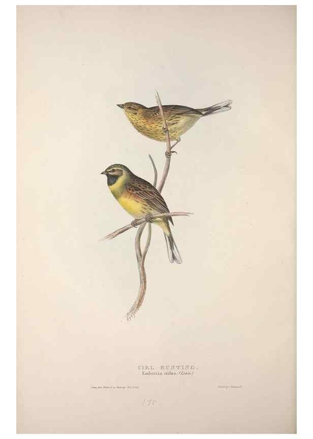 Reproducción/Reproduction 39812498353: The birds of Europe.. London,Printed by R. and J.E. Taylor, pub. by the author,1837.. 