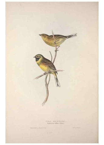 Reproducción/Reproduction 39812498353: The birds of Europe.. London,Printed by R. and J.E. Taylor, pub. by the author,1837.. 