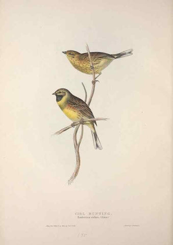 Reproducción/Reproduction 39812498353: The birds of Europe.. London,Printed by R. and J.E. Taylor, pub. by the author,1837.. 