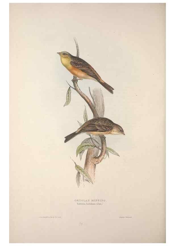 Reproducción/Reproduction 46052671574: The birds of Europe.. London,Printed by R. and J.E. Taylor, pub. by the author,1837.. 