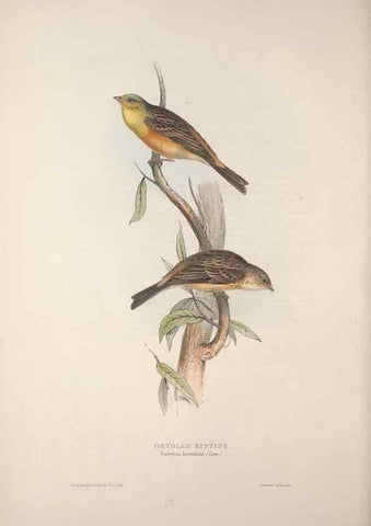 Reproducción/Reproduction 46052671574: The birds of Europe.. London,Printed by R. and J.E. Taylor, pub. by the author,1837.. 