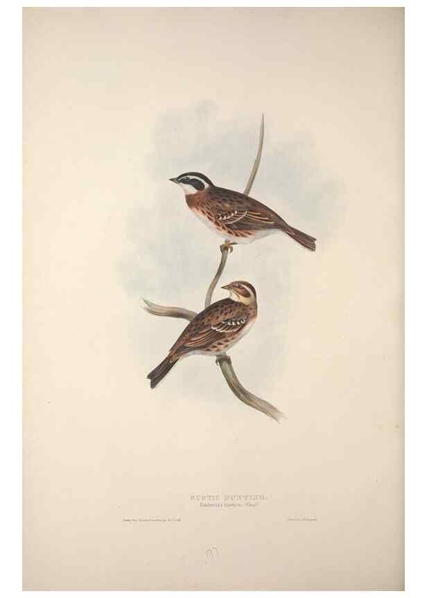 Reproducción/Reproduction 39812499253: The birds of Europe.. London,Printed by R. and J.E. Taylor, pub. by the author,1837.. 