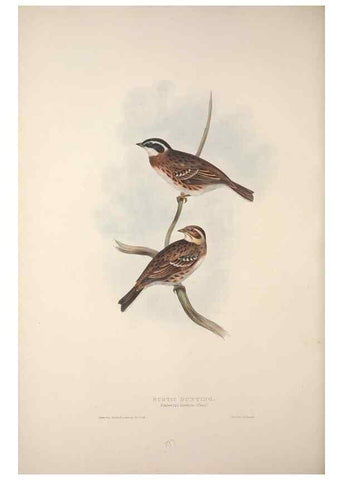Reproducción/Reproduction 39812499253: The birds of Europe.. London,Printed by R. and J.E. Taylor, pub. by the author,1837.. 