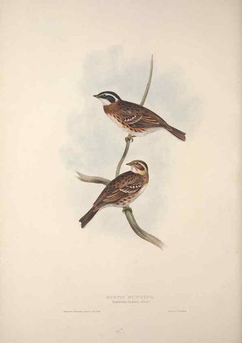 Reproducción/Reproduction 39812499253: The birds of Europe.. London,Printed by R. and J.E. Taylor, pub. by the author,1837.. 