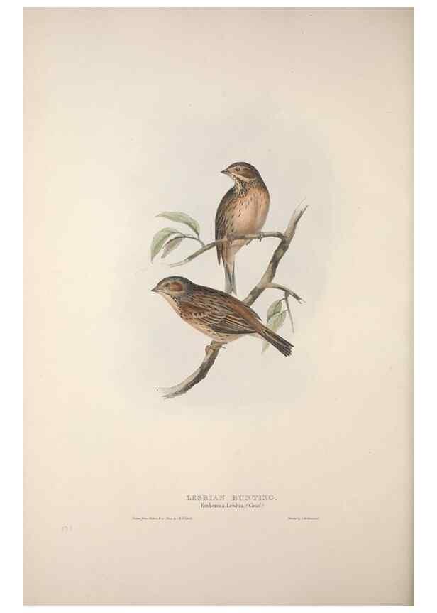 Reproducción/Reproduction 31836069397: The birds of Europe.. London,Printed by R. and J.E. Taylor, pub. by the author,1837.. 