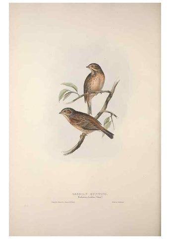 Reproducción/Reproduction 31836069397: The birds of Europe.. London,Printed by R. and J.E. Taylor, pub. by the author,1837.. 