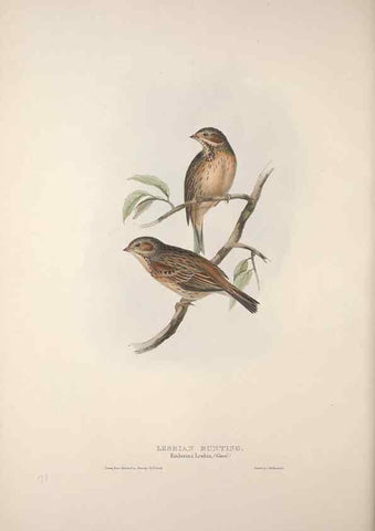 Reproducción/Reproduction 31836069397: The birds of Europe.. London,Printed by R. and J.E. Taylor, pub. by the author,1837.. 