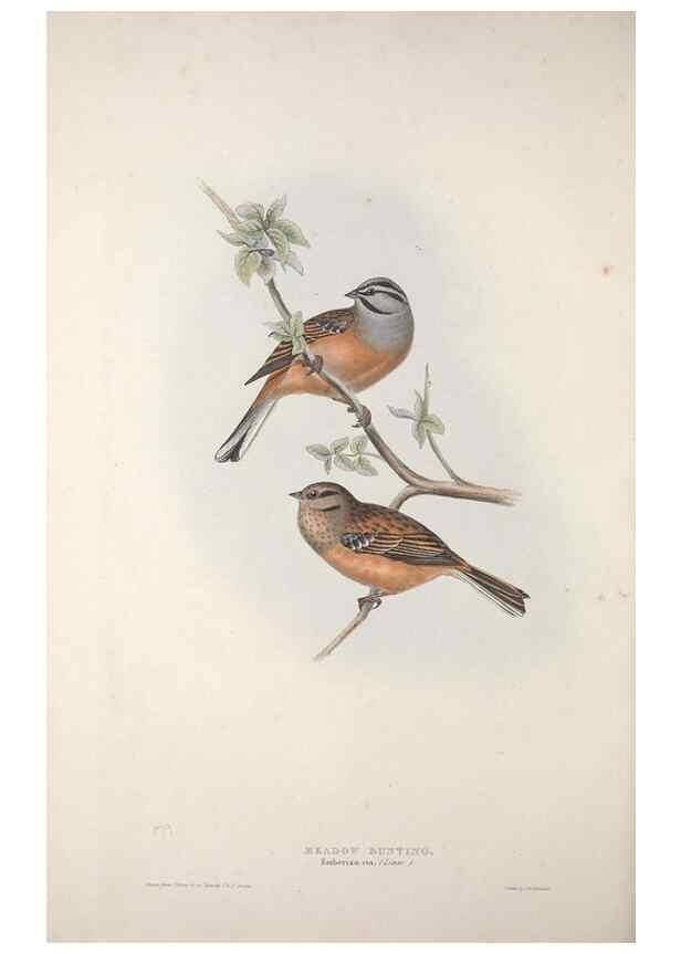 Reproducción/Reproduction 46777833531: The birds of Europe.. London,Printed by R. and J.E. Taylor, pub. by the author,1837.. 