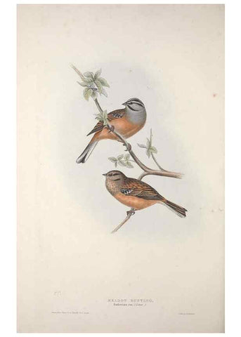 Reproducción/Reproduction 46777833531: The birds of Europe.. London,Printed by R. and J.E. Taylor, pub. by the author,1837.. 