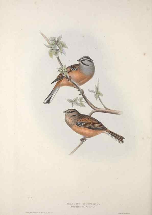 Reproducción/Reproduction 46777833531: The birds of Europe.. London,Printed by R. and J.E. Taylor, pub. by the author,1837.. 