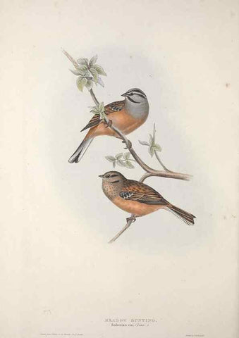 Reproducción/Reproduction 46777833531: The birds of Europe.. London,Printed by R. and J.E. Taylor, pub. by the author,1837.. 