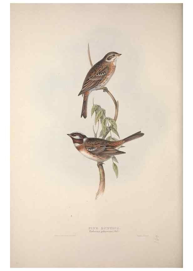 Reproducción/Reproduction 46052673574: The birds of Europe.. London,Printed by R. and J.E. Taylor, pub. by the author,1837.. 
