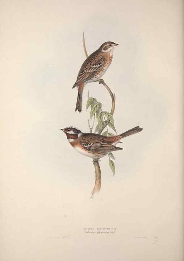 Reproducción/Reproduction 46052673574: The birds of Europe.. London,Printed by R. and J.E. Taylor, pub. by the author,1837.. 