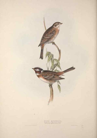 Reproducción/Reproduction 46052673574: The birds of Europe.. London,Printed by R. and J.E. Taylor, pub. by the author,1837.. 