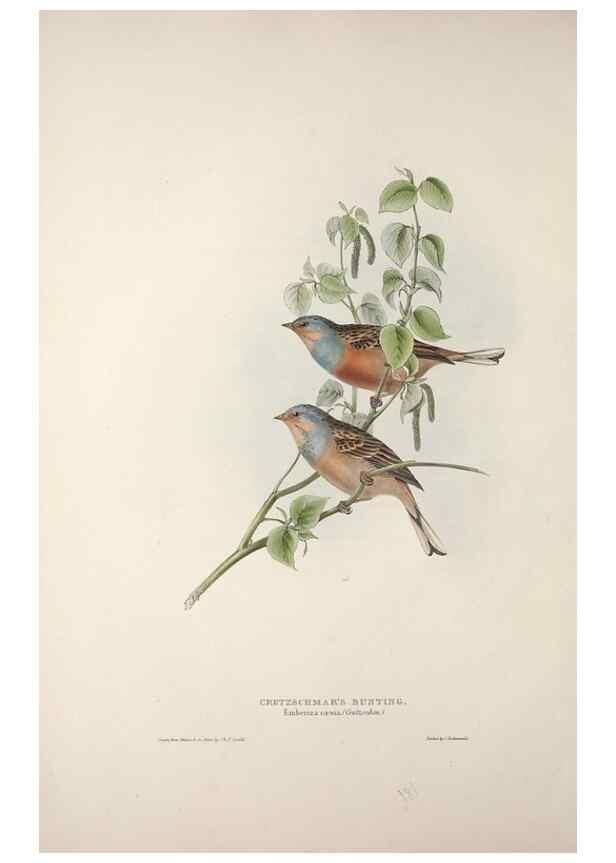 Reproducción/Reproduction 32902143928: The birds of Europe.. London,Printed by R. and J.E. Taylor, pub. by the author,1837.. 