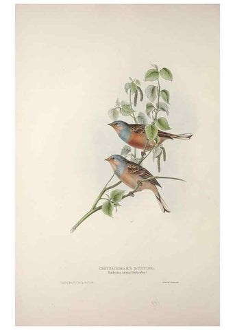 Reproducción/Reproduction 32902143928: The birds of Europe.. London,Printed by R. and J.E. Taylor, pub. by the author,1837.. 