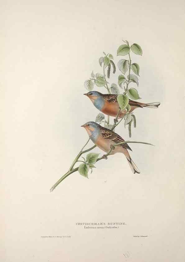 Reproducción/Reproduction 32902143928: The birds of Europe.. London,Printed by R. and J.E. Taylor, pub. by the author,1837.. 
