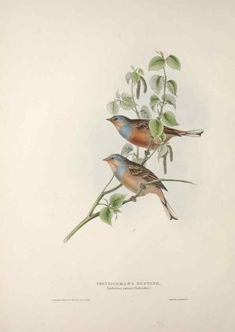 Reproducción/Reproduction 32902143928: The birds of Europe.. London,Printed by R. and J.E. Taylor, pub. by the author,1837.. 