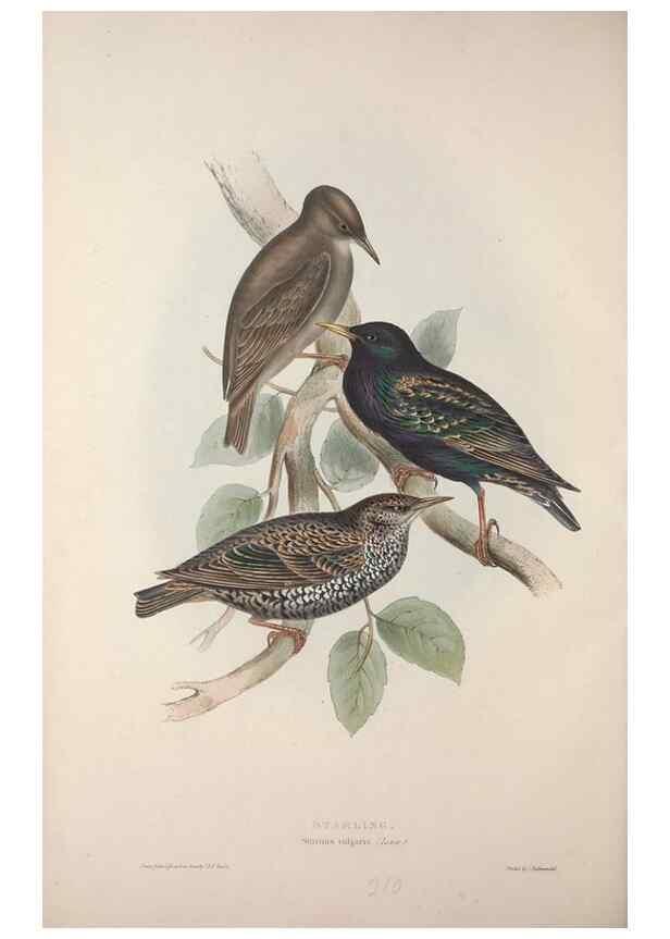 Reproducción/Reproduction 31836116727: The birds of Europe.. London,Printed by R. and J.E. Taylor, pub. by the author,1837.. 