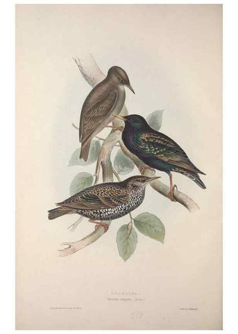 Reproducción/Reproduction 31836116727: The birds of Europe.. London,Printed by R. and J.E. Taylor, pub. by the author,1837.. 