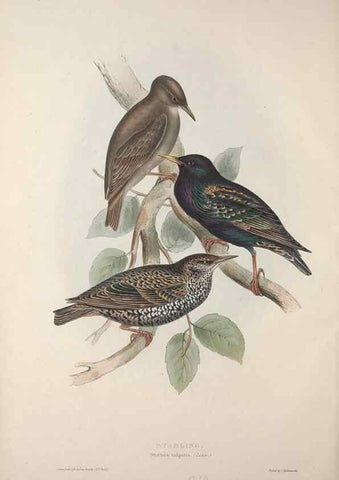 Reproducción/Reproduction 31836116727: The birds of Europe.. London,Printed by R. and J.E. Taylor, pub. by the author,1837.. 