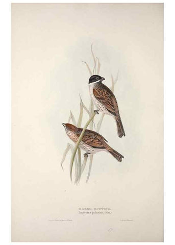 Reproducción/Reproduction 46777836721: The birds of Europe.. London,Printed by R. and J.E. Taylor, pub. by the author,1837.. 