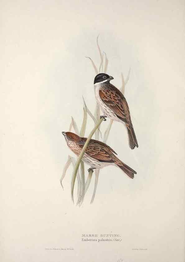 Reproducción/Reproduction 46777836721: The birds of Europe.. London,Printed by R. and J.E. Taylor, pub. by the author,1837.. 