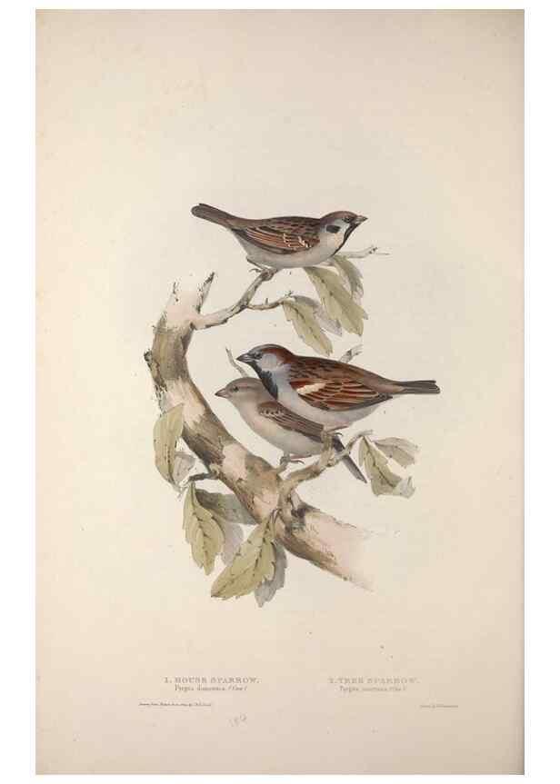 Reproducción/Reproduction 46777838401: The birds of Europe.. London,Printed by R. and J.E. Taylor, pub. by the author,1837.. 
