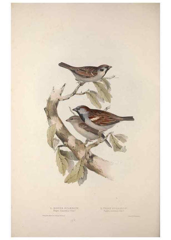 Reproducción/Reproduction 46777838401: The birds of Europe.. London,Printed by R. and J.E. Taylor, pub. by the author,1837.. 