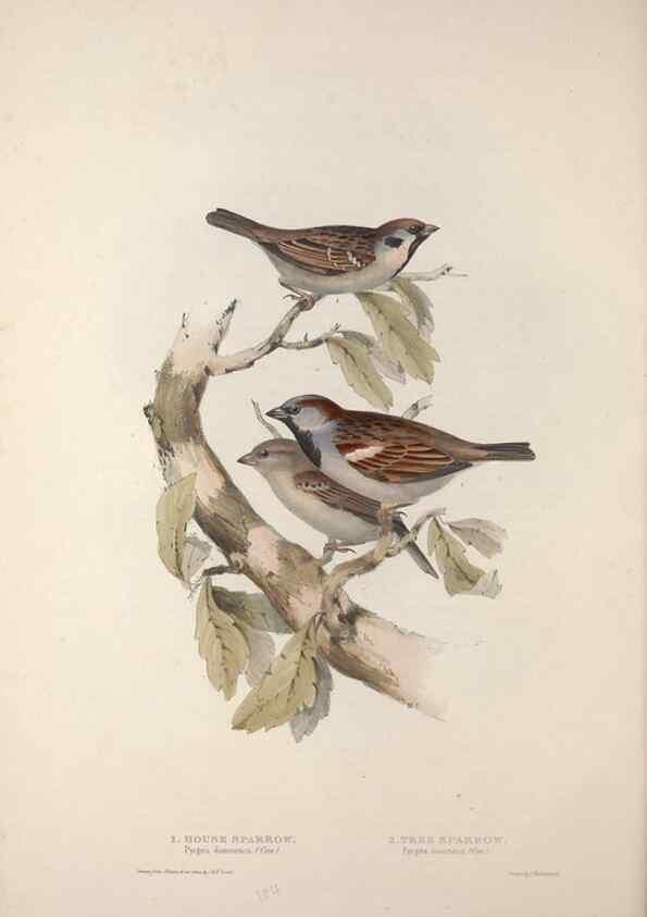Reproducción/Reproduction 46777838401: The birds of Europe.. London,Printed by R. and J.E. Taylor, pub. by the author,1837.. 