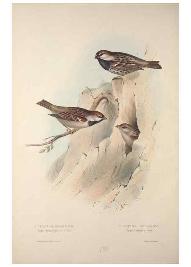Reproducción/Reproduction 31836074227: The birds of Europe.. London,Printed by R. and J.E. Taylor, pub. by the author,1837.. 