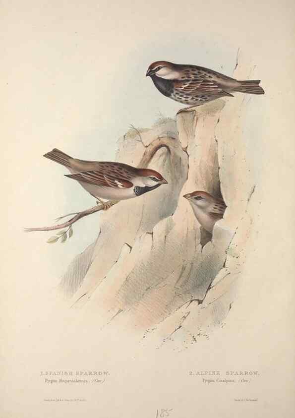 Reproducción/Reproduction 31836074227: The birds of Europe.. London,Printed by R. and J.E. Taylor, pub. by the author,1837.. 