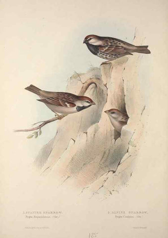 Reproducción/Reproduction 31836074227: The birds of Europe.. London,Printed by R. and J.E. Taylor, pub. by the author,1837.. 