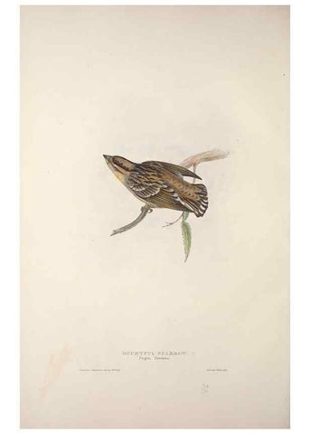 Reproducción/Reproduction 46777840431: The birds of Europe.. London,Printed by R. and J.E. Taylor, pub. by the author,1837.. 