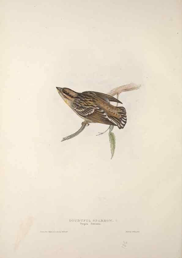 Reproducción/Reproduction 46777840431: The birds of Europe.. London,Printed by R. and J.E. Taylor, pub. by the author,1837.. 