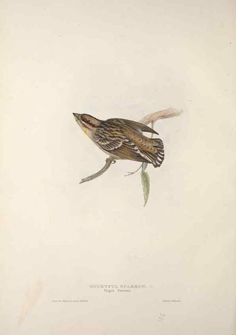 Reproducción/Reproduction 46777840431: The birds of Europe.. London,Printed by R. and J.E. Taylor, pub. by the author,1837.. 