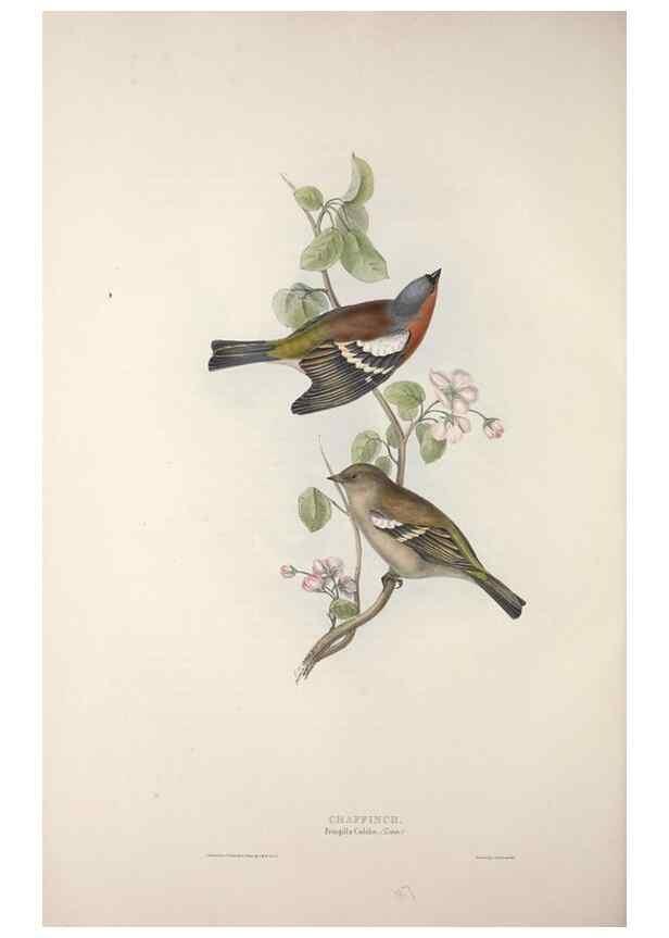 Reproducción/Reproduction 32902147208: The birds of Europe.. London,Printed by R. and J.E. Taylor, pub. by the author,1837.. 