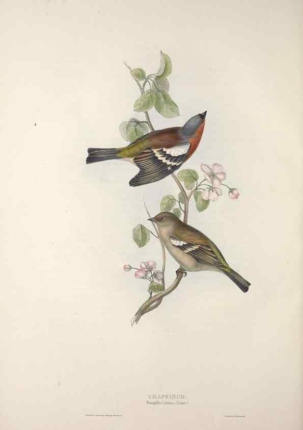 Reproducción/Reproduction 32902147208: The birds of Europe.. London,Printed by R. and J.E. Taylor, pub. by the author,1837.. 