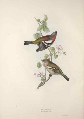 Reproducción/Reproduction 32902147208: The birds of Europe.. London,Printed by R. and J.E. Taylor, pub. by the author,1837.. 