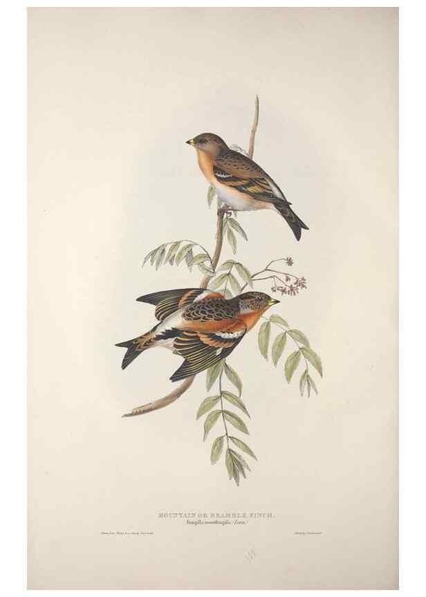 Reproducción/Reproduction 46052680664: The birds of Europe.. London,Printed by R. and J.E. Taylor, pub. by the author,1837.. 