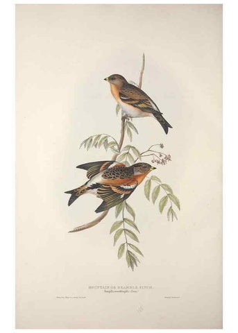 Reproducción/Reproduction 46052680664: The birds of Europe.. London,Printed by R. and J.E. Taylor, pub. by the author,1837.. 