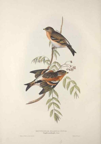 Reproducción/Reproduction 46052680664: The birds of Europe.. London,Printed by R. and J.E. Taylor, pub. by the author,1837.. 
